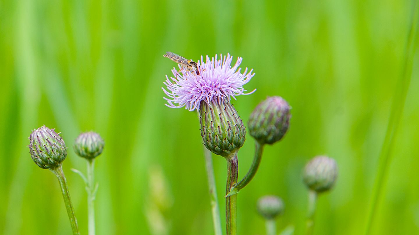 Kleine Fliege auf lila Distelblüte.