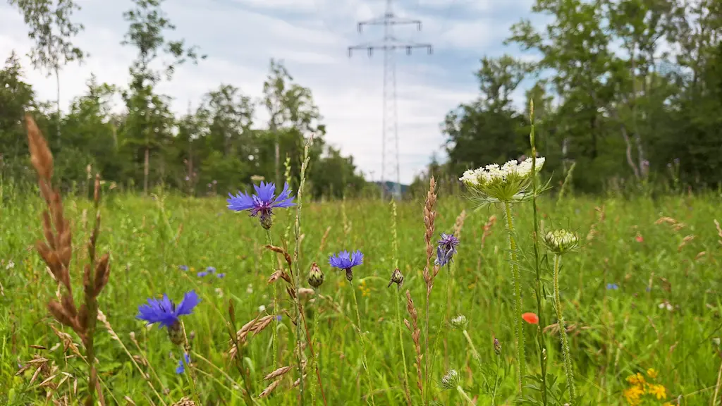 Wildblumenwiese durch Trassenmanagement.