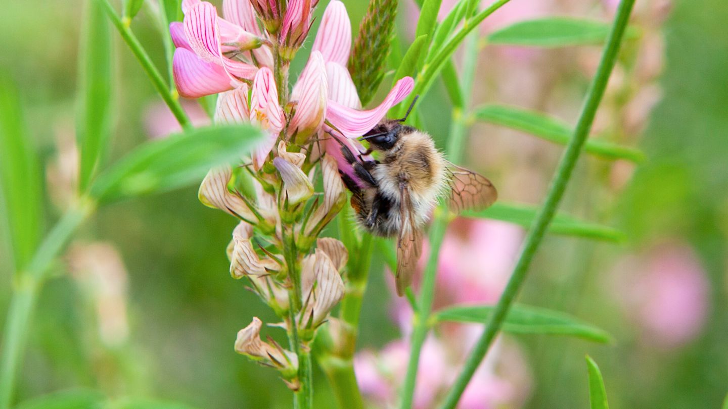 Hummel an rosa Blüten.