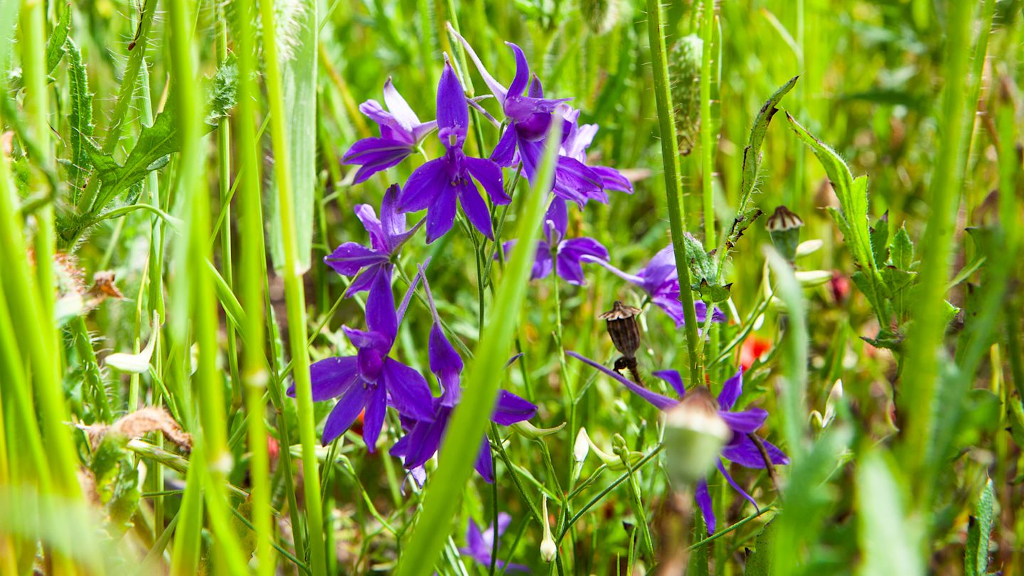 Blaue Rittersporne in grünem Gras.