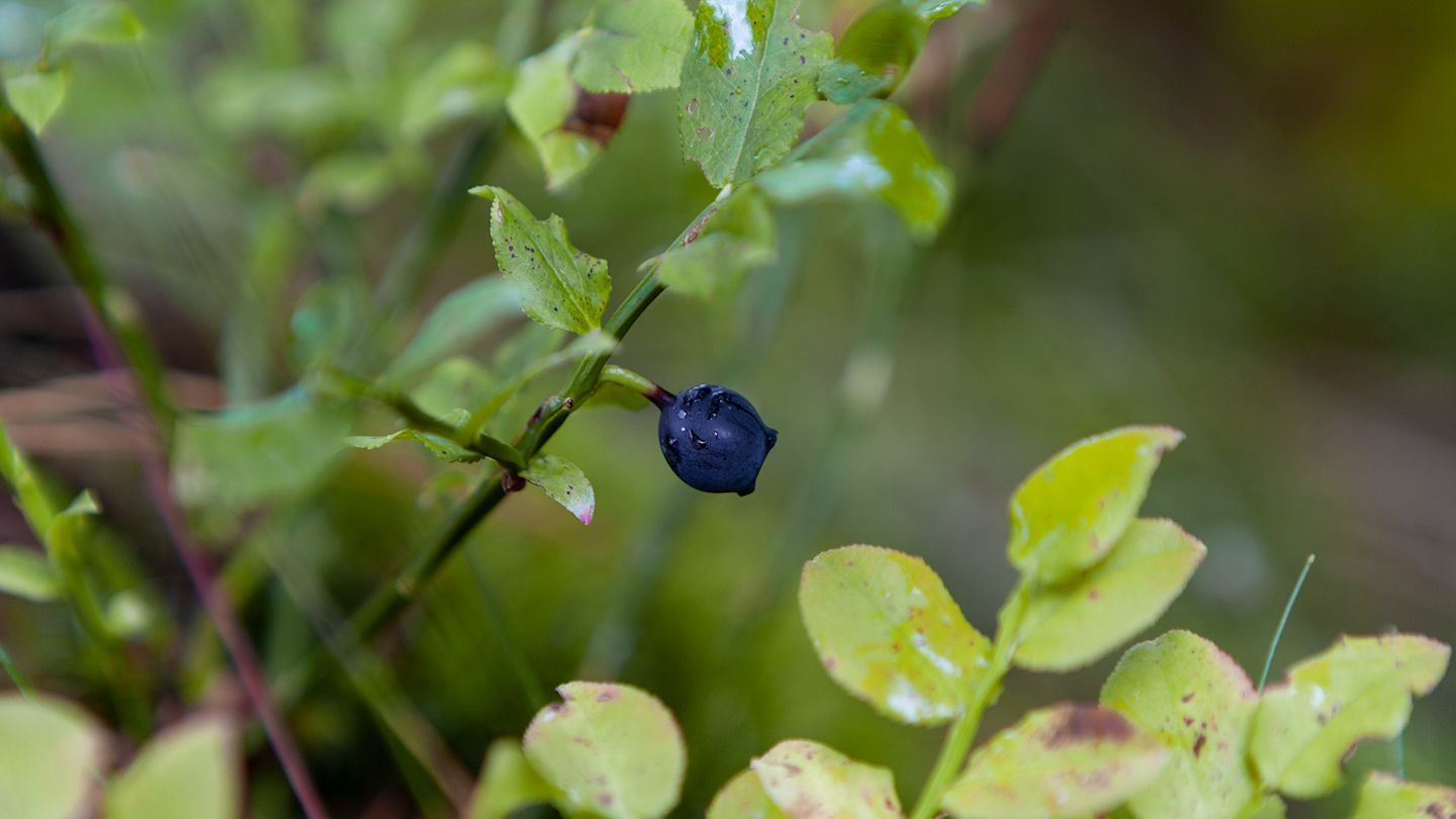 Blaubeerstrauch mit Früchten.