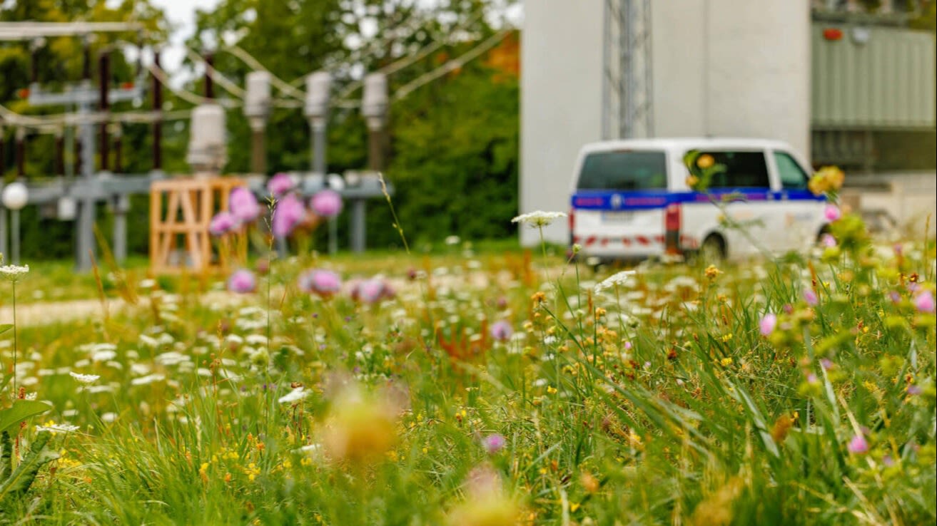 Blumenwiese vor Umspannwerk.