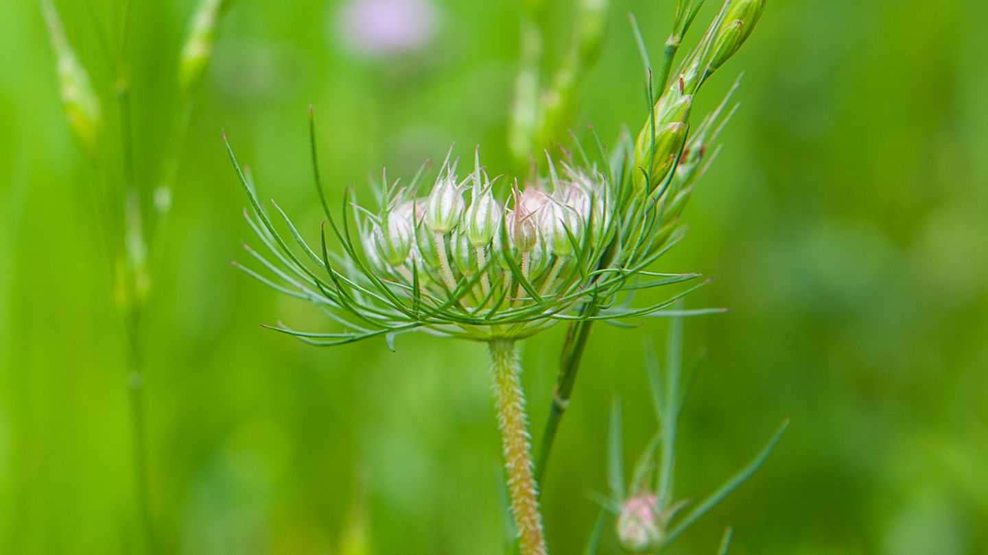Blütenknospe in Nahaufnahme.