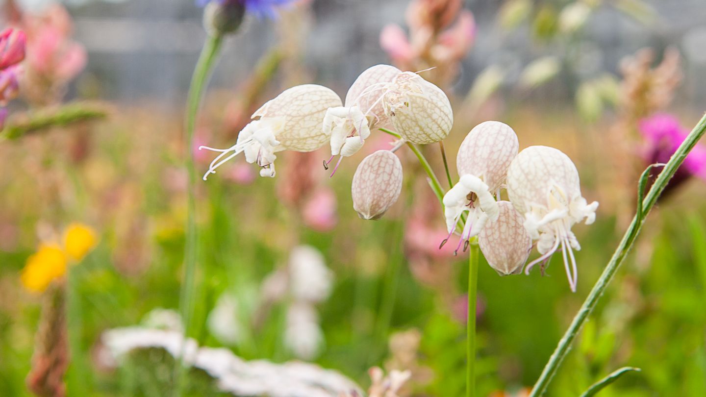 Weiß blühende Leimkraut-Blüten im Feld.