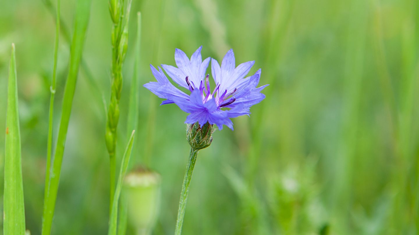 Blaue Kornblume im Grünen.