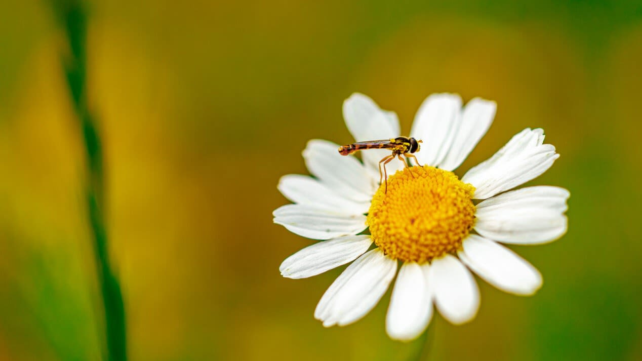 Schwebefliege auf einer Margerite.