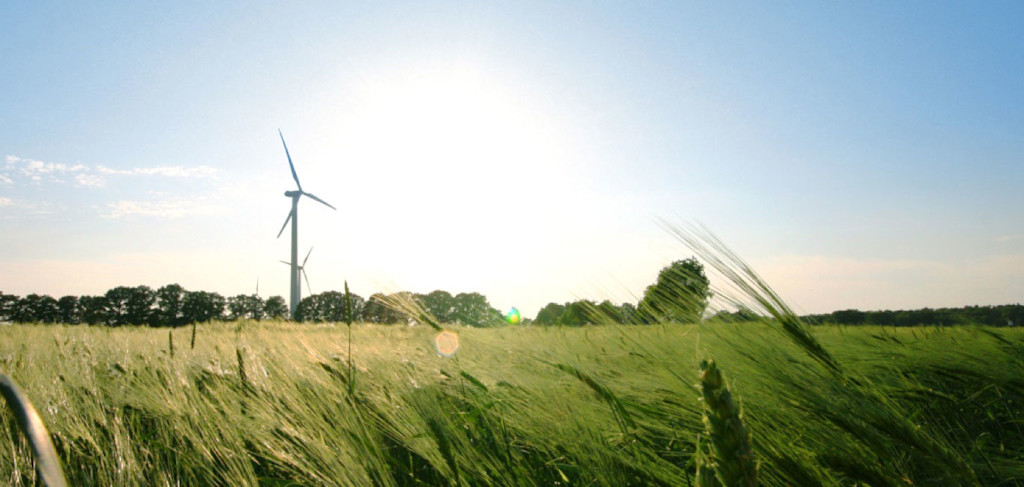 Windräder in einem Getreidefeld.