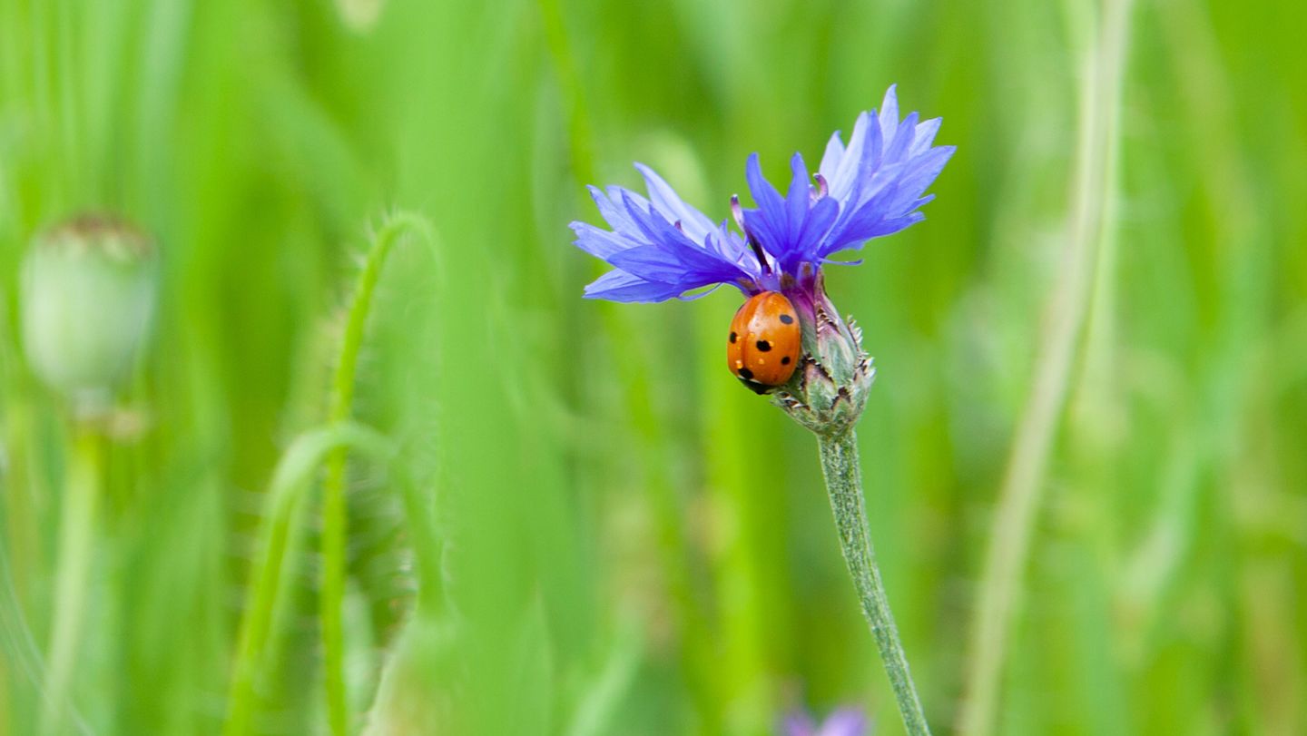 Marienkäfer auf blauer Kornblume.