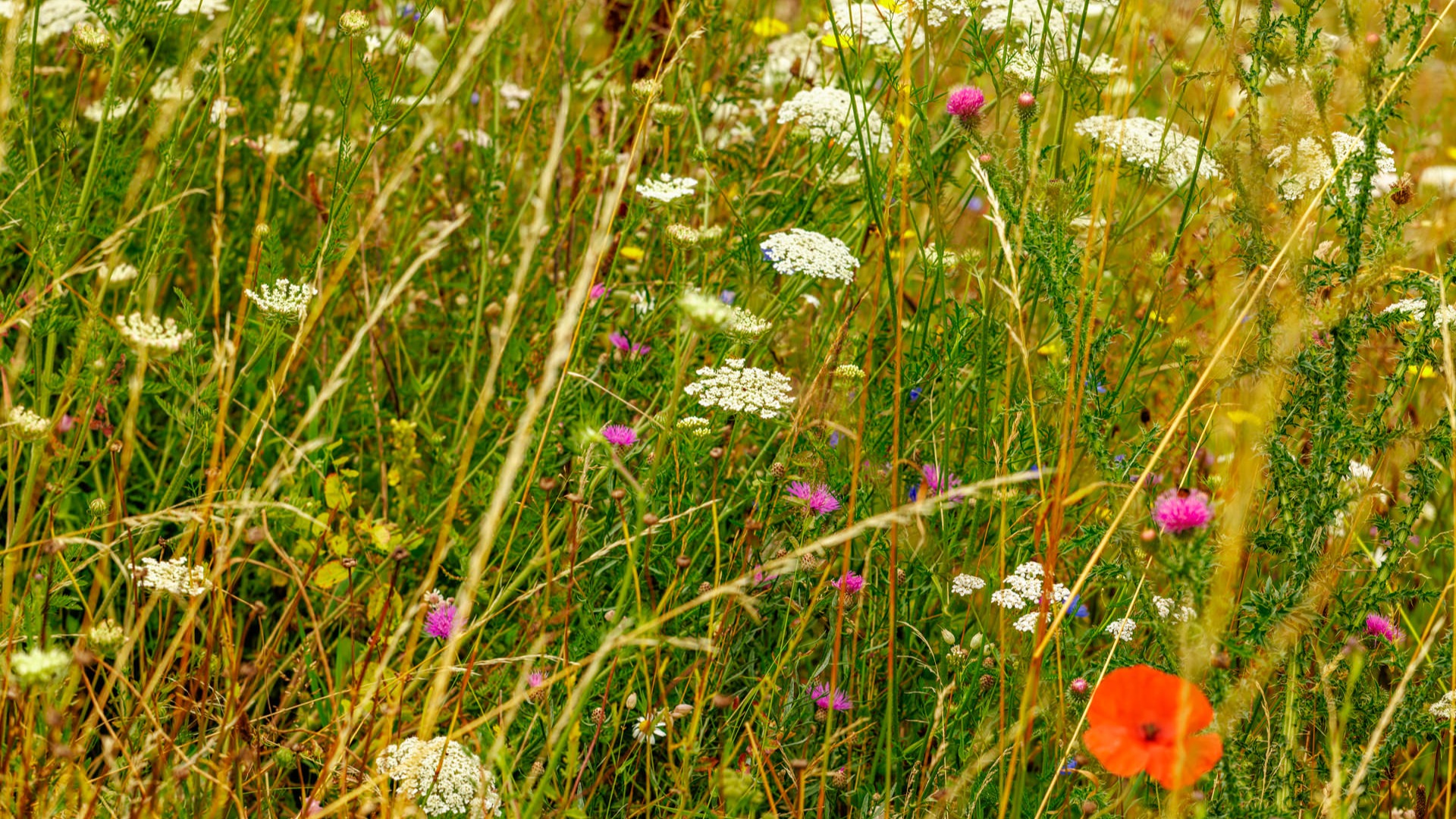 Blühende Wildblumenwiese.