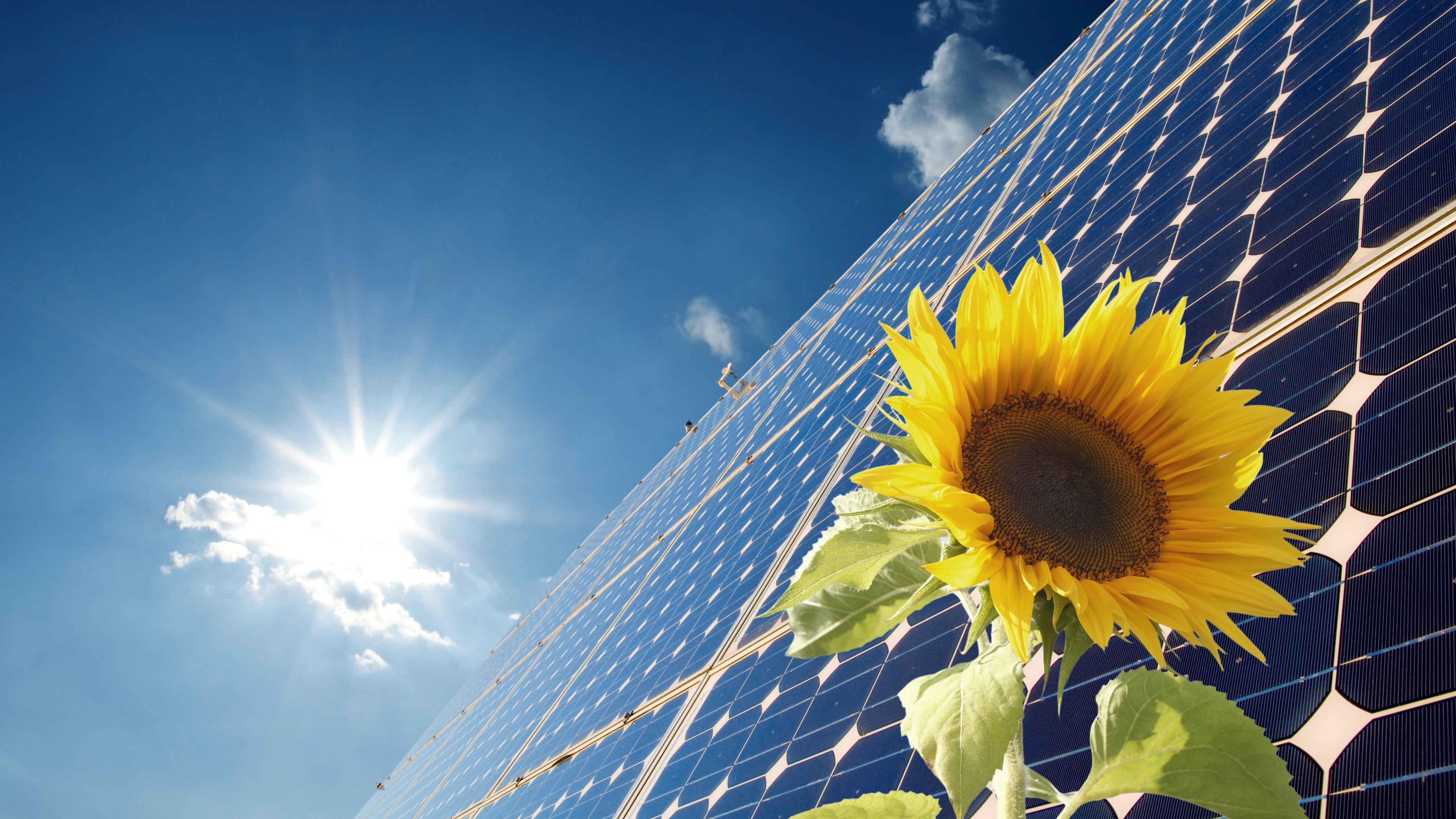 Sonnenblume vor Solarpaneelen bei Sonnenschein.