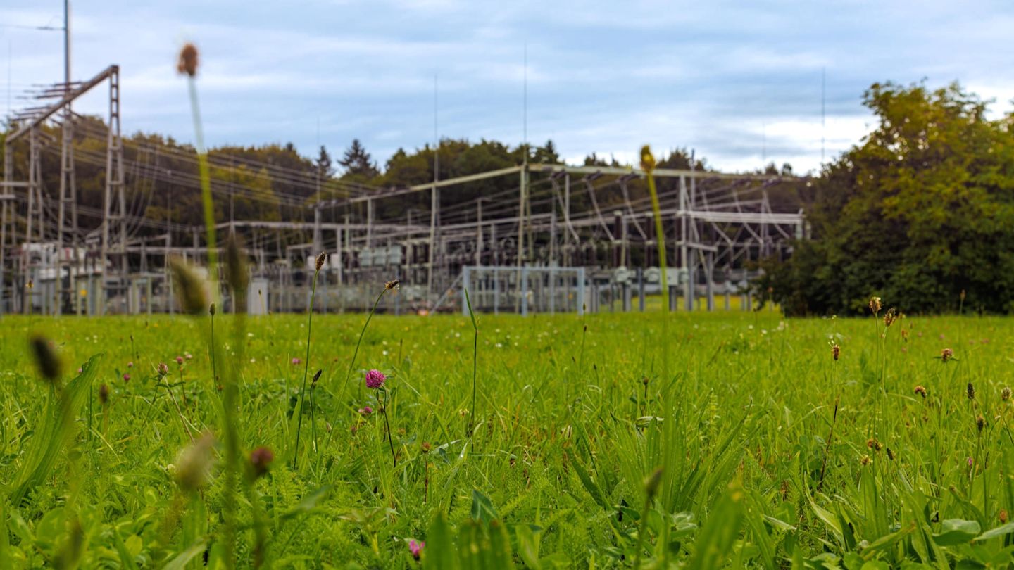 Blumenwiese vor Umspannwerk.