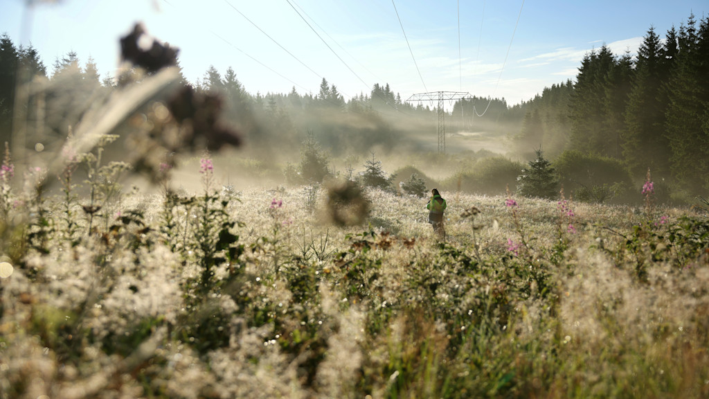 Stromtrasse in herbstlicher Landschaft bei Tagesanbruch