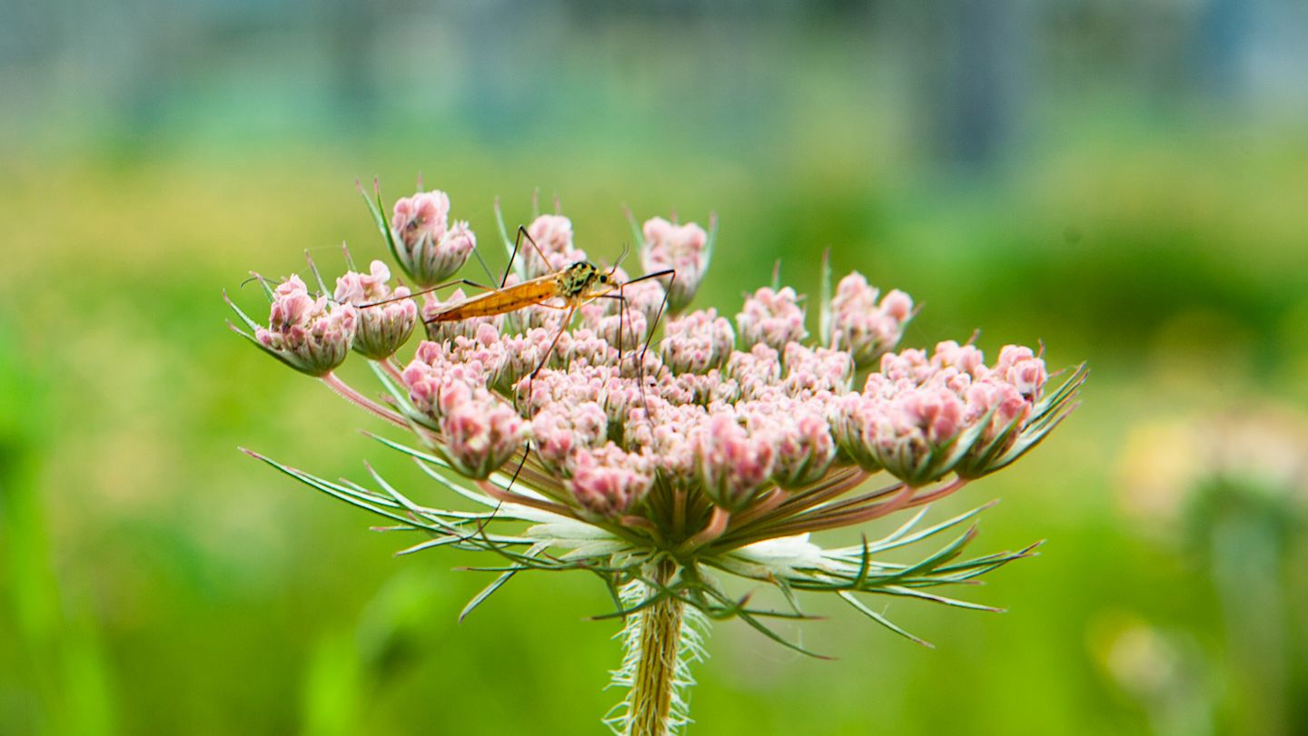 Mücke auf zartrosa Blüte.