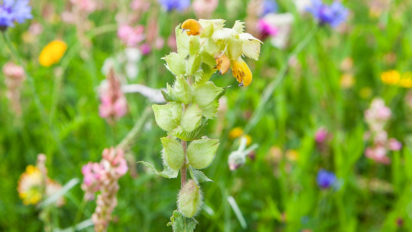 Gelbe Blüten in grünem Blütenstand.