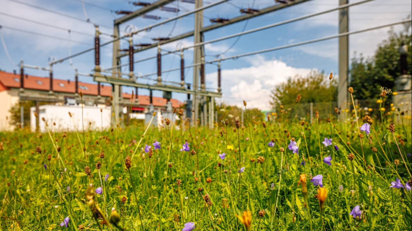 Blumenwiese vor Umspannwerk.