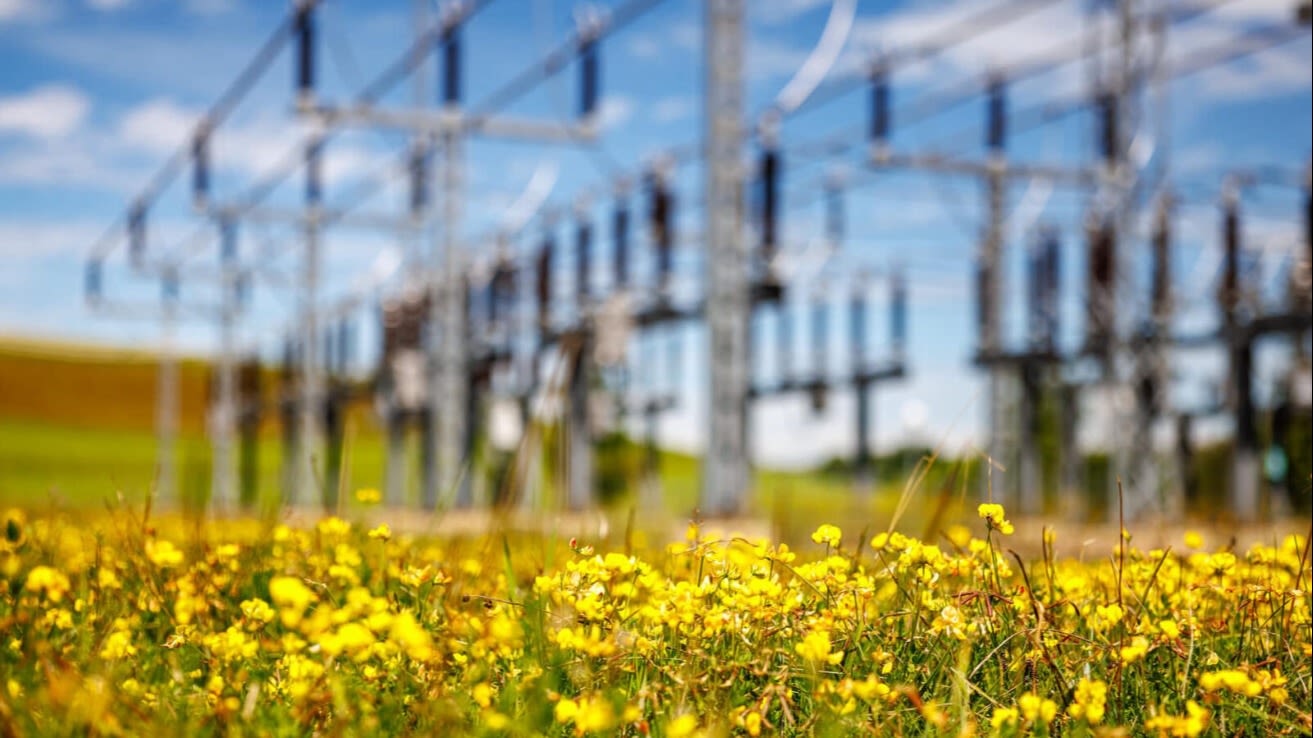 Gelbe Blüten vor unscharfem Umspannwerk.