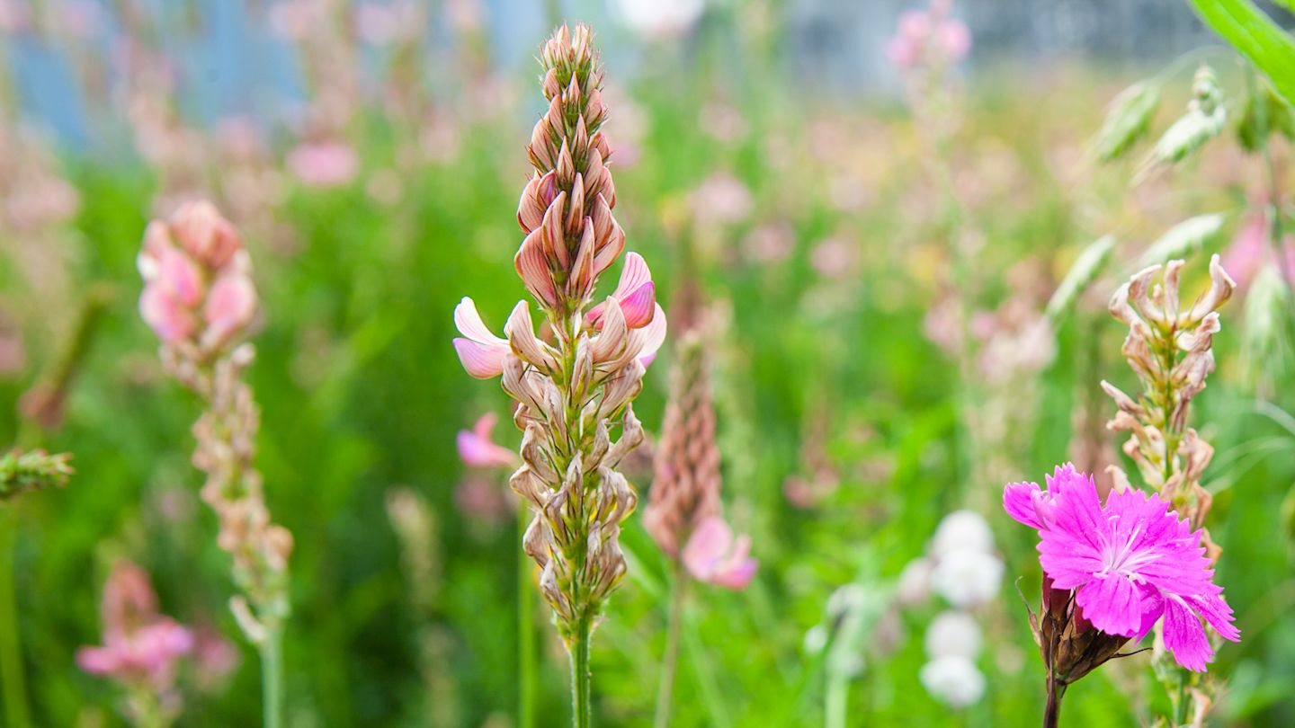 Die Blume Esparsette.