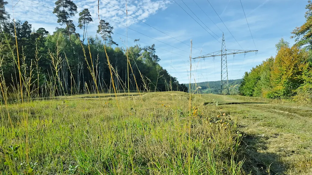 Artenreiche Wiese an Stromtrasse.