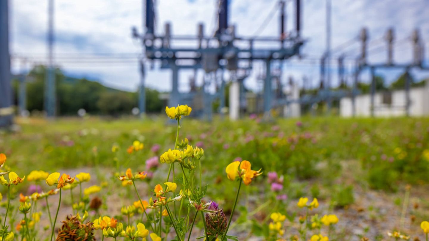 Gelbe Blüten vor unscharfem Umspannwerk.