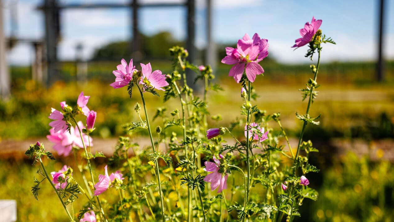 Rosa Malven im Vordergrund, unscharfer Hintergrund.