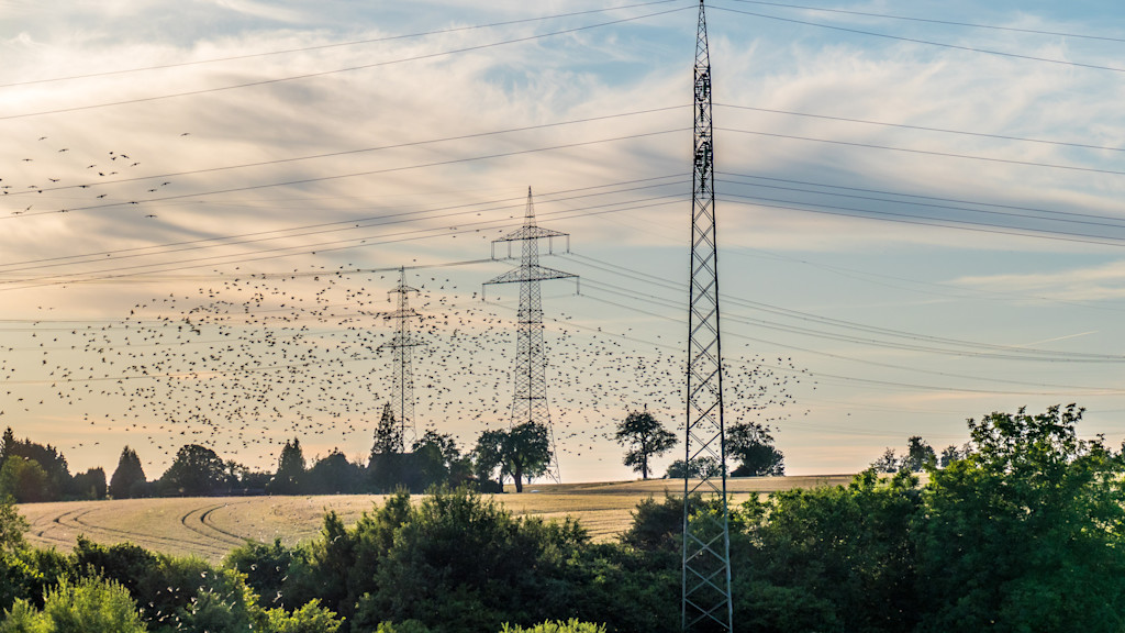 Vogelschwarm über Hochspannungsmasten.