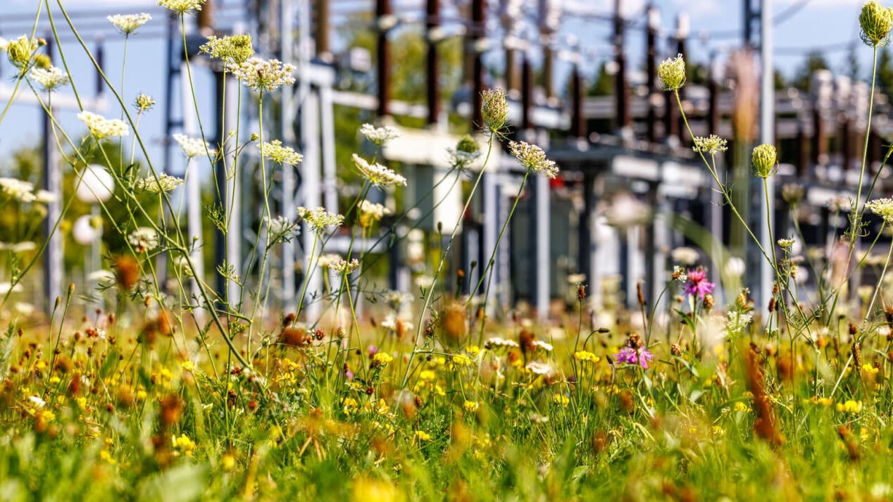 Wildblumen vor Umspannwerk.