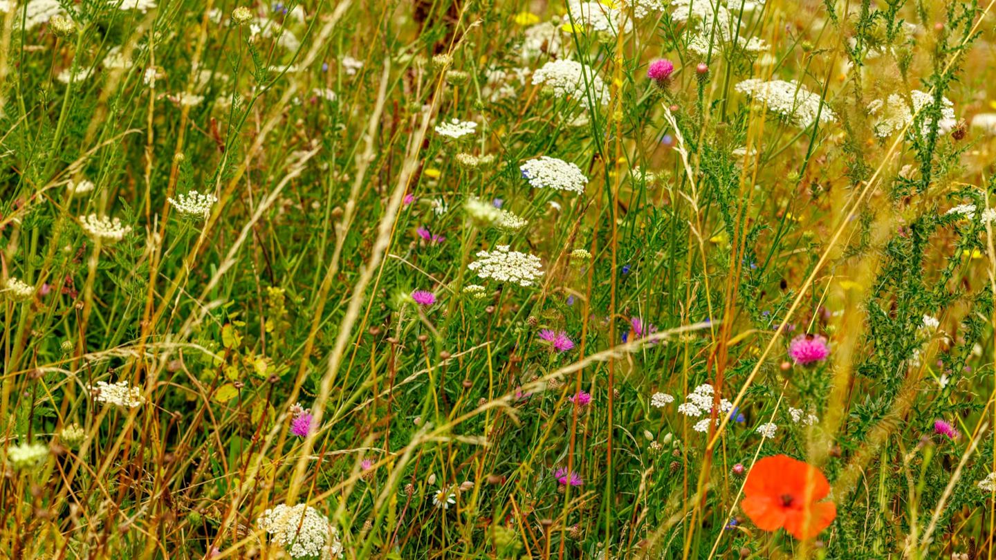 Blühende Wildblumenwiese.