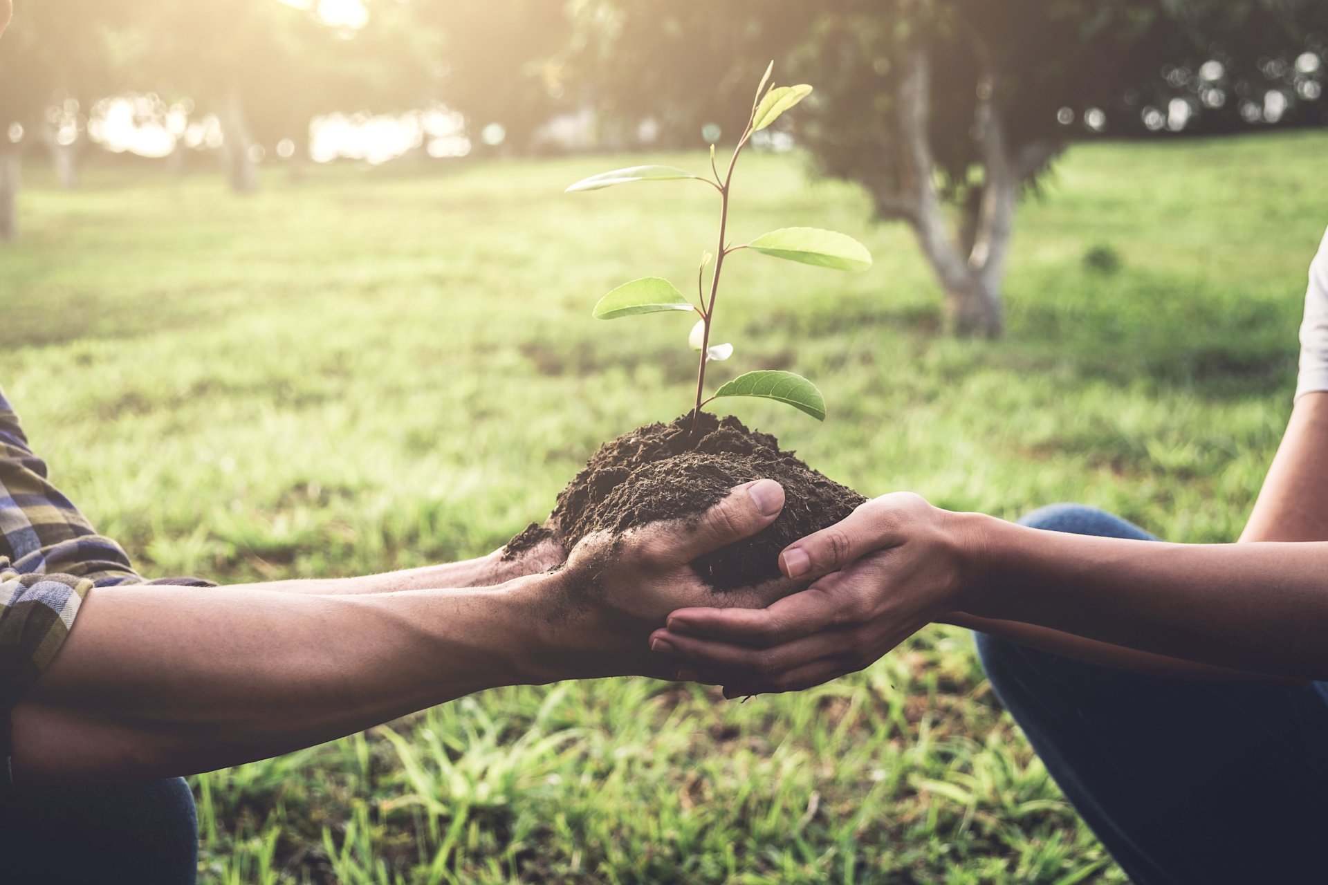 Zwei Hände halten junge Pflanze mit Erde.