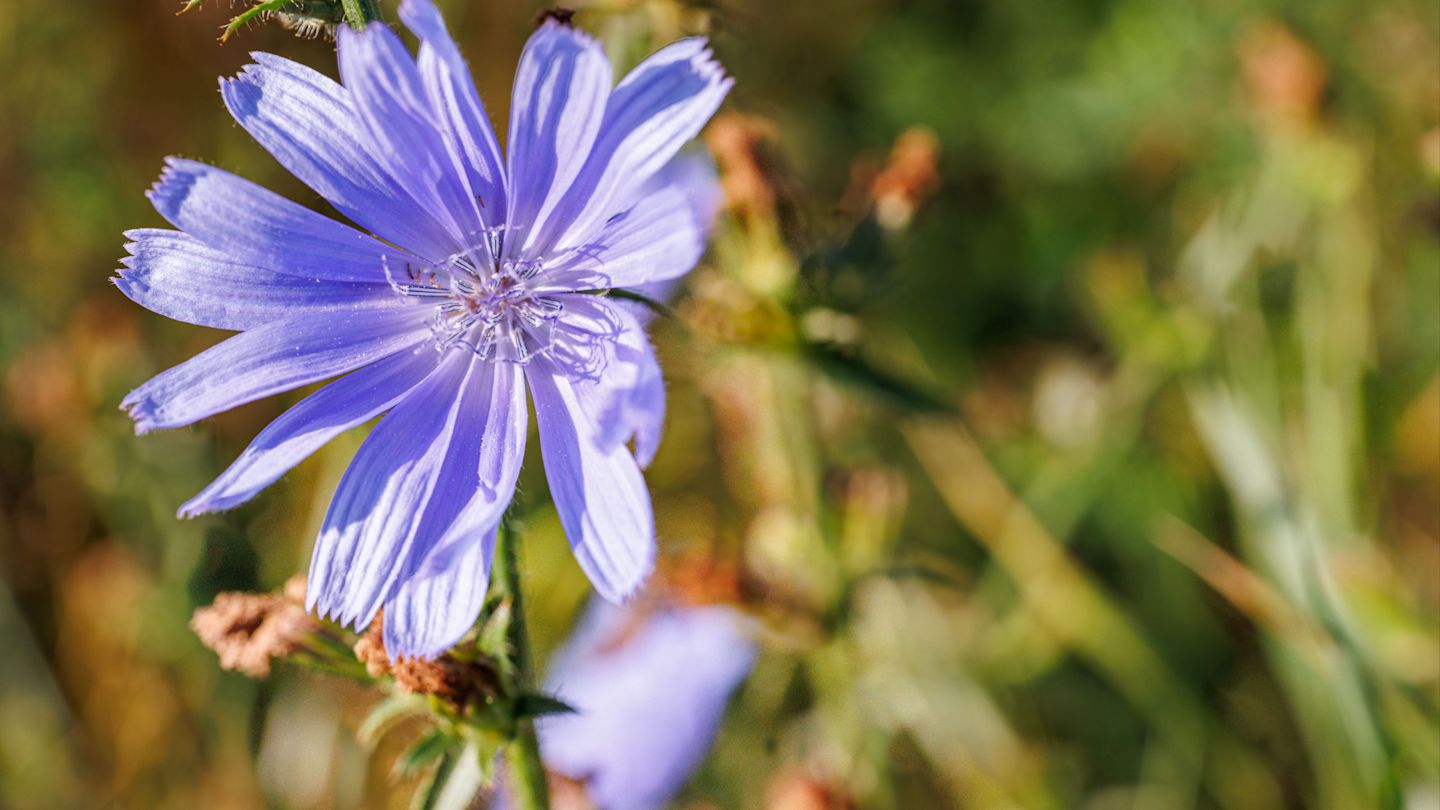 Bild von einer lila Blume.