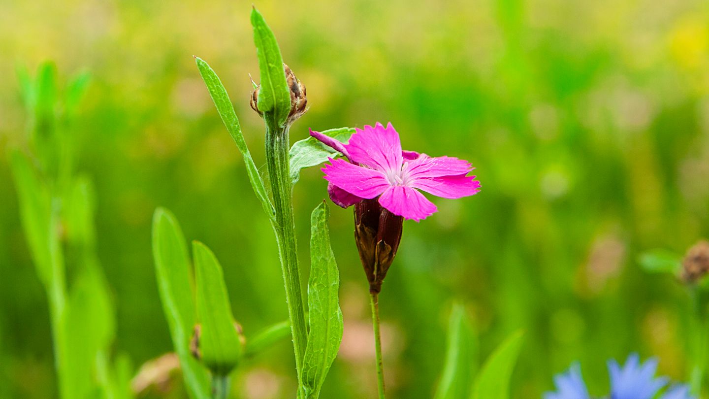 Pinkes Blume im Grünen.