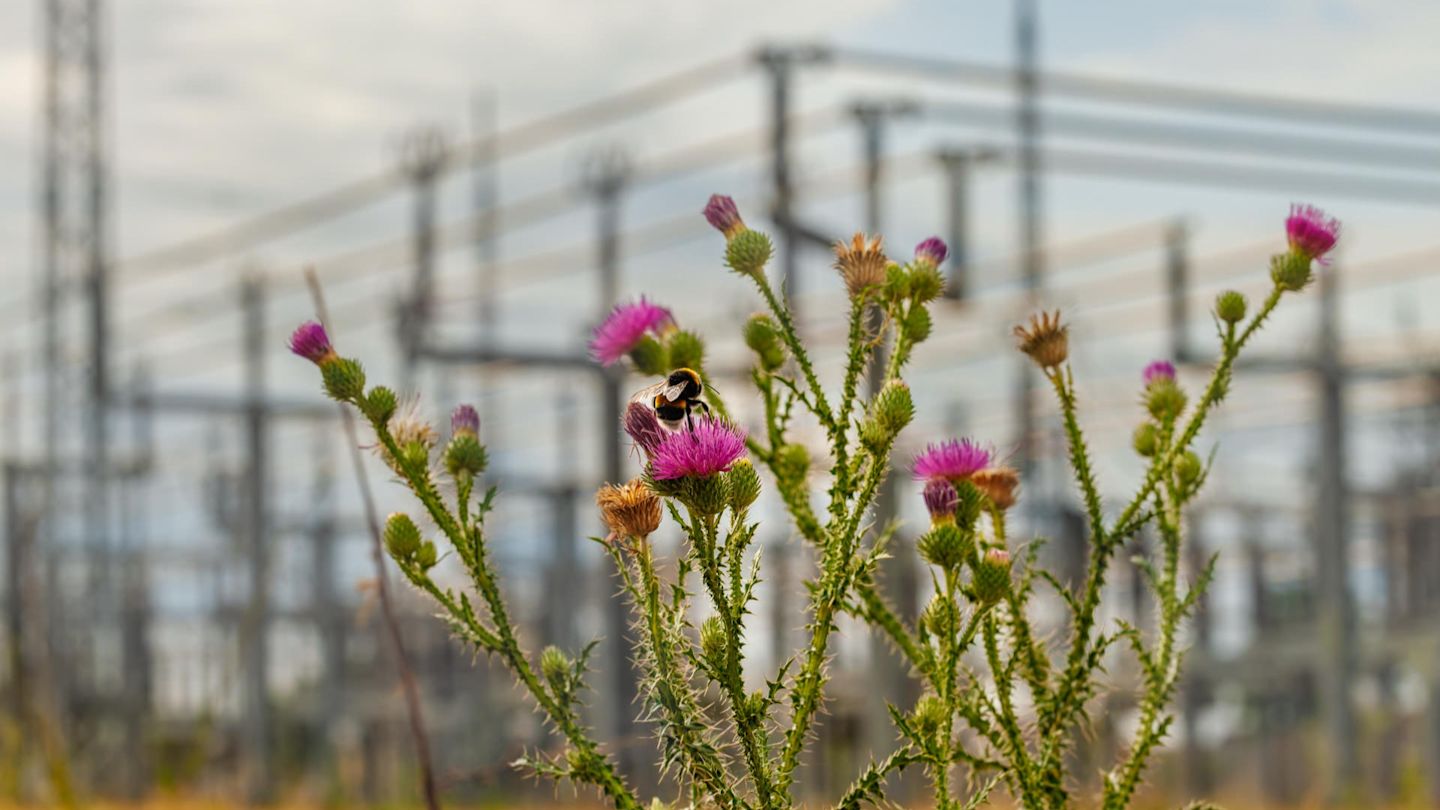 Hummel auf Distel vor Hochspannungsmasten.