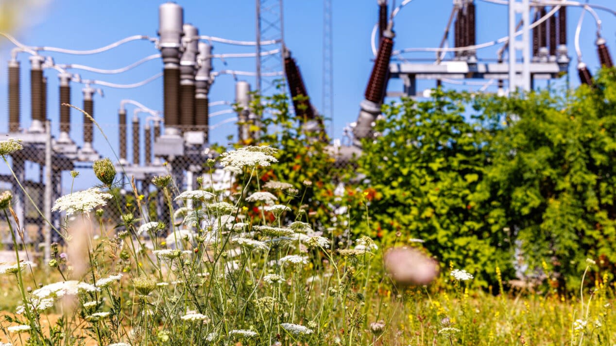 Wildblumen vor Umspannwerk.