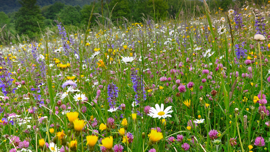Blühende Blumenwiese im Frühling.