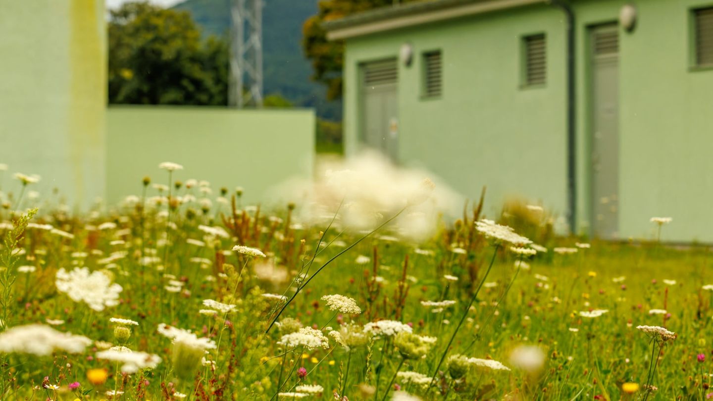 Wildblumen vor grünem Gebäude.