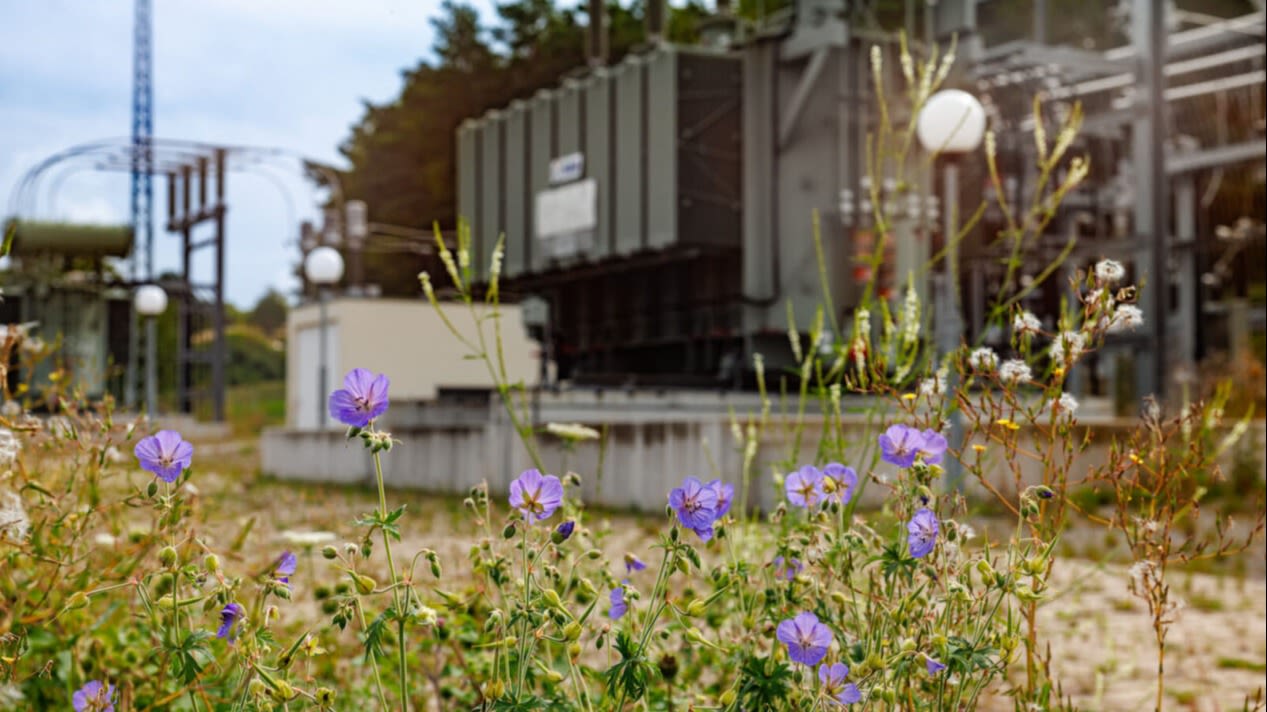 Lilafarbene Blumen mit dem Umspannwerk Hettingen im Hintergrund.