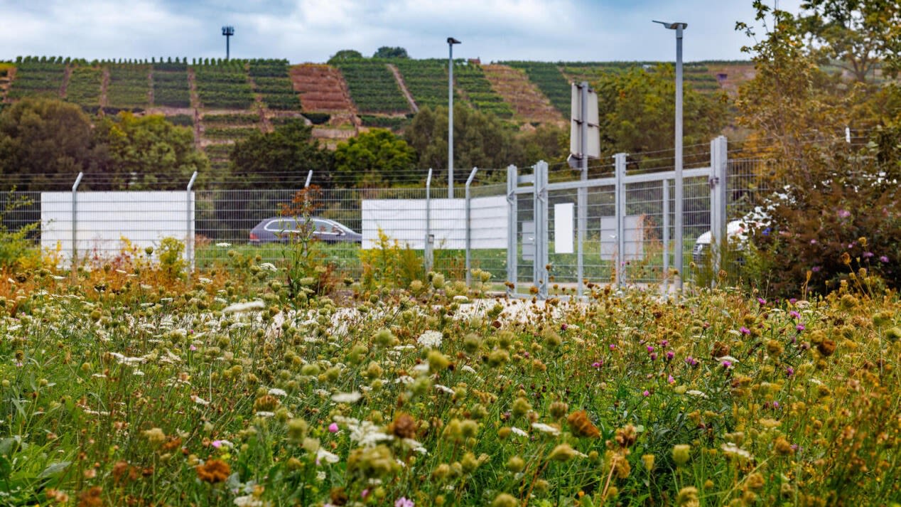 Blühende Wiese mit einem Zaun und parkenden Autos im Hintergrund.