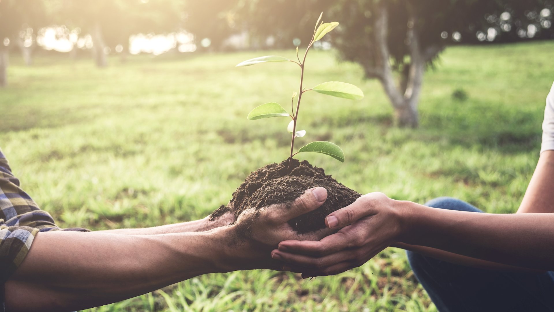 Zwei Paar Hände halten einen Setzling.