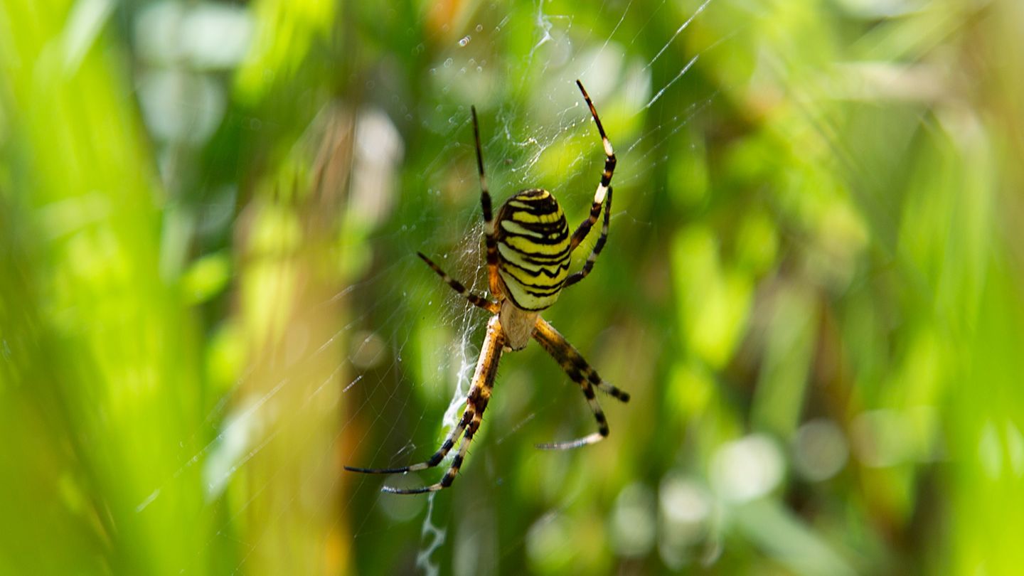 Nahaufnahme von gelber Wespenspinne in ihrem Netz.