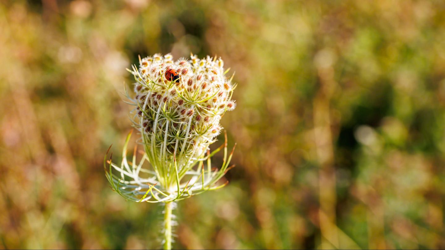Blühende Pflanze mit einem Marienkäfer in der Blüte.